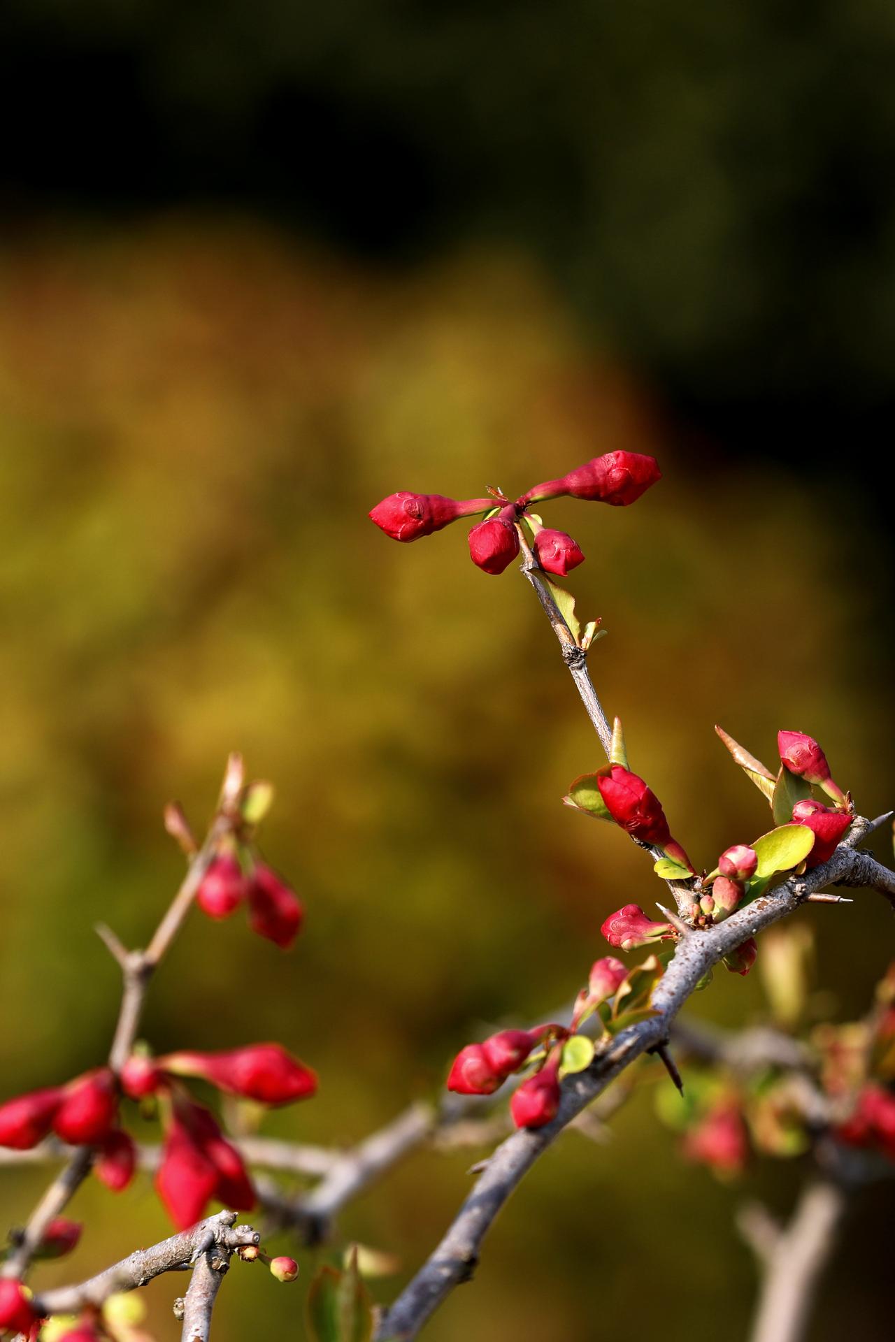 春花
春风拂面，正是百花齐放的好时节。背上单反相机，漫步在公园的小路上，看枝头繁