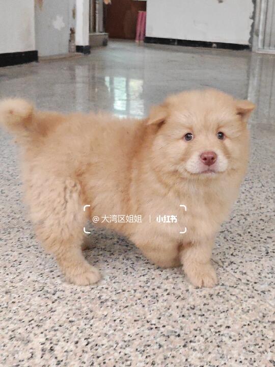 粉鼻子香槟色土松弟弟，有ee喜欢吗？