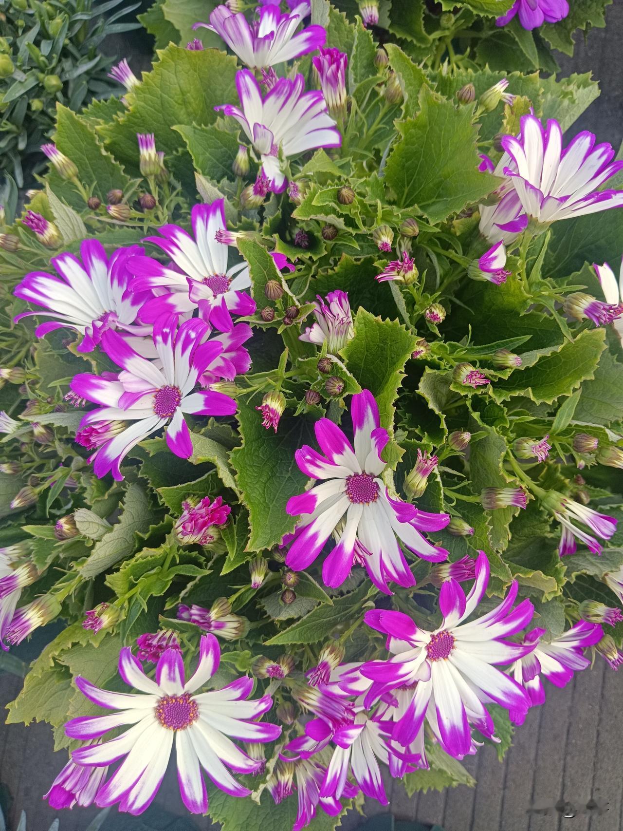 今年冬天的不同旧庭院还在争人情账本，落地窗里我写自己的人生。