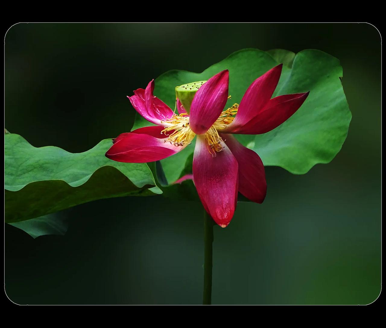 《荷花》
这个季节，对于喜欢拍花花草草的人来说，有点花荒。还是发点荷花图片，静等