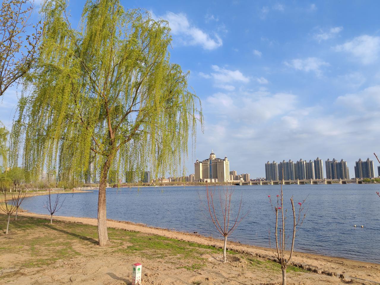 春天的东营悦来湖，垂柳轻抚水面，蓝天白云，湛蓝的湖水，野鸭在悠闲的嬉戏。春天 东