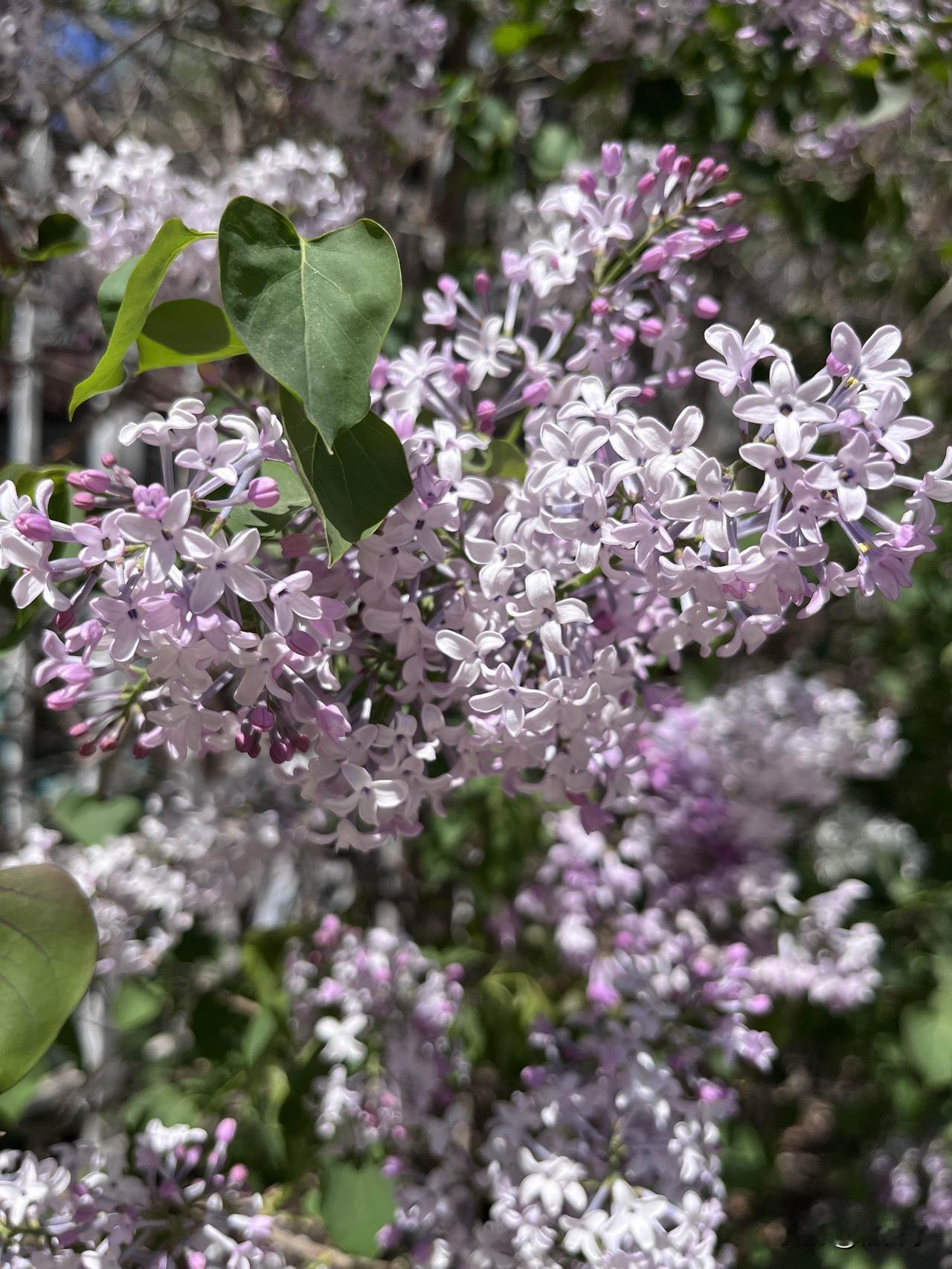 又到这个季节，那个“结着愁怨的姑娘”来了

又到这个季节了。

街角、路边、公园