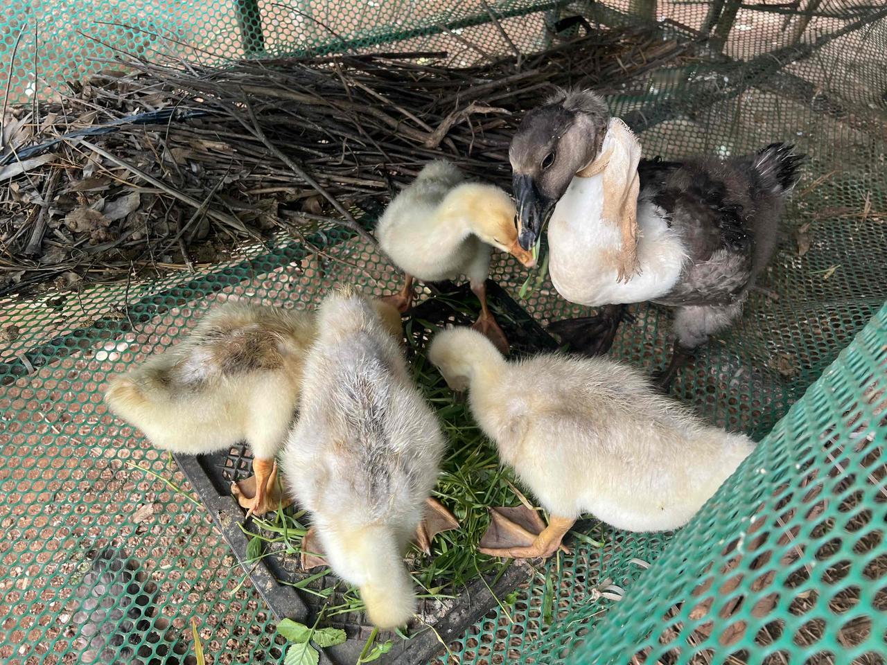 养3只白狮头鹅，2只银的狮头鹅，1只粉狮头鹅。
我上湛江几天，这些已经脱温，交给