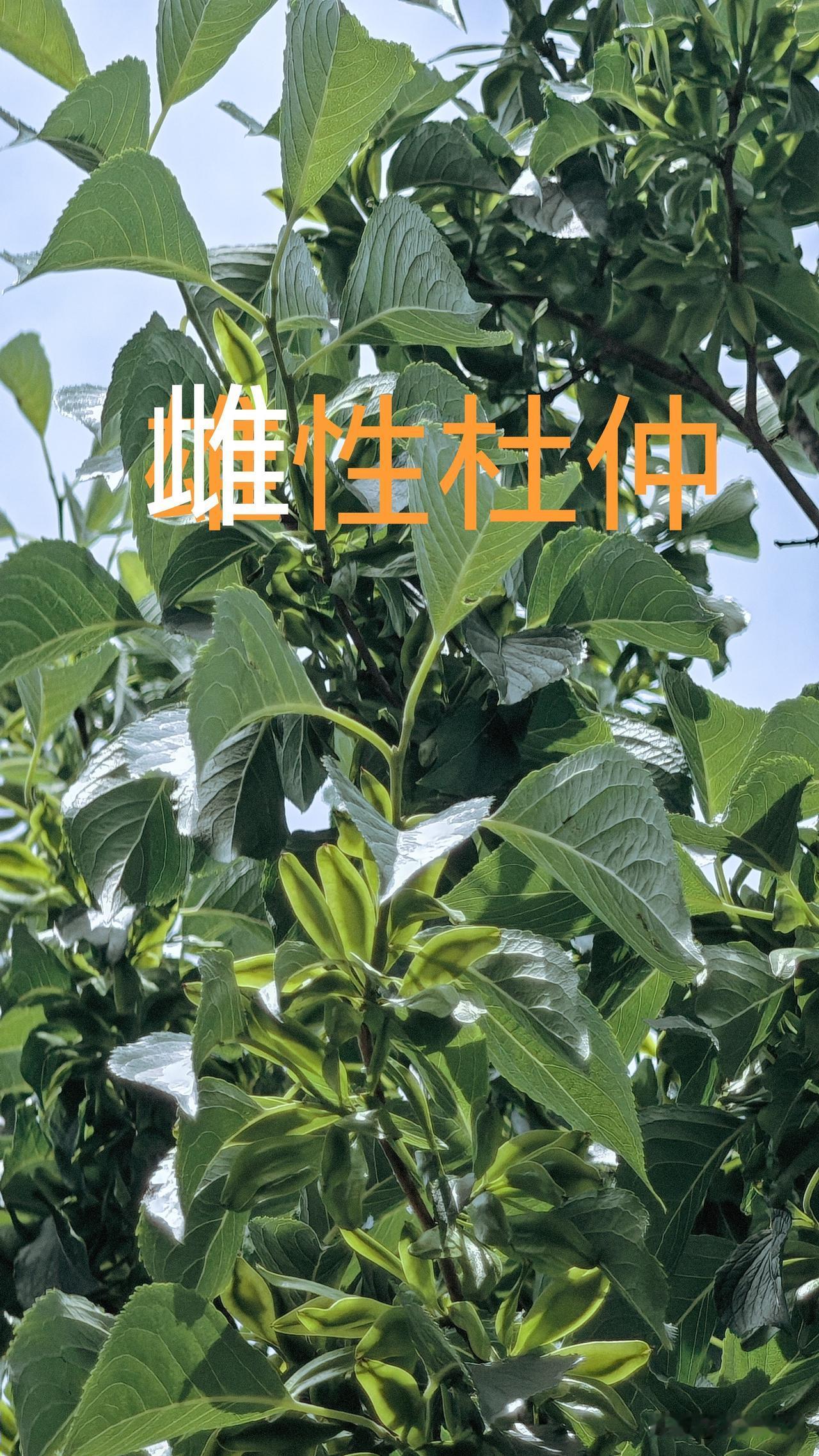 晒图笔记大赛腰酸腿疼时，总想起杜仲煲的汤。一口下去，暖意从腰眼升起——这才知道，