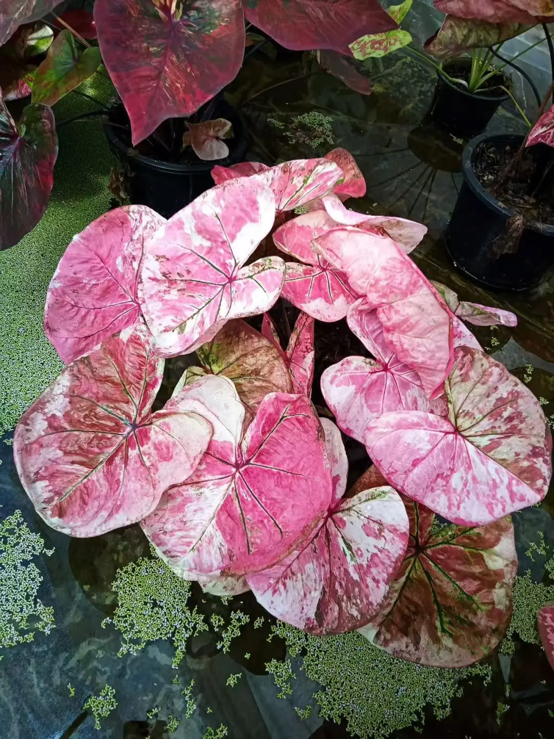 爱存在——美丽新世界😻😻😻