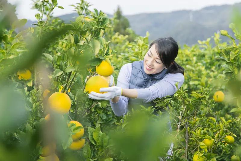 日本媒体炒作日本爱媛县研发的高级柑橘“红Princess”的树苗可能已流向中国。