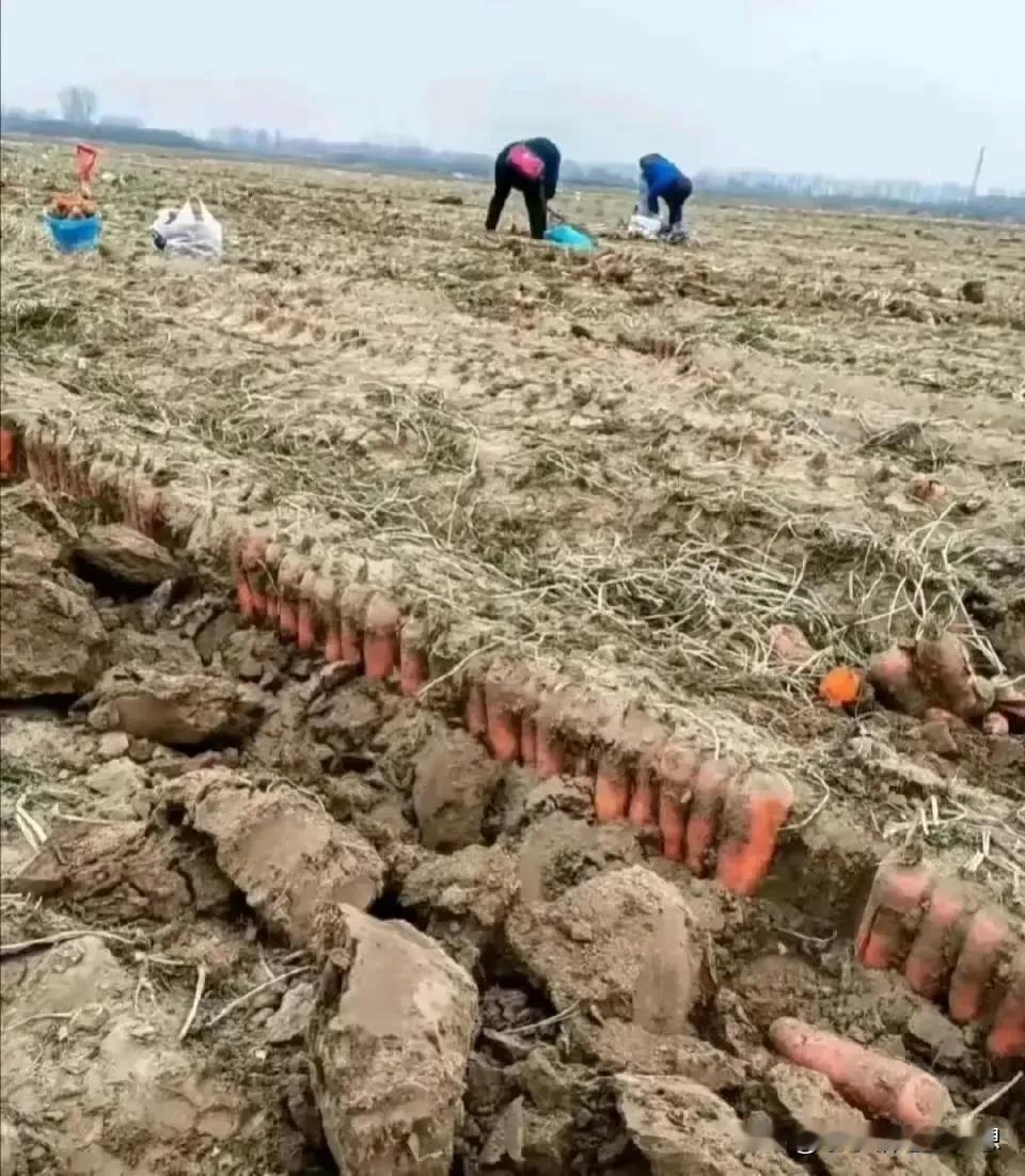 我说现在买的胡萝卜怎么那么漂亮，整齐，原来这是新型的种植方法，要求种子的发芽率很