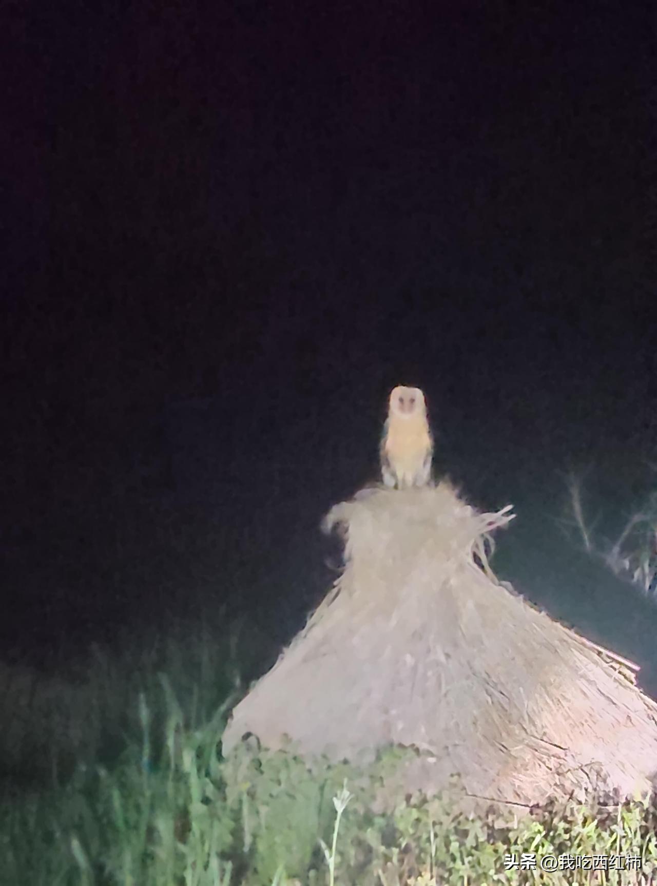 大晚上独自走夜路，走到半路头顶上感觉有什么庞大的东西飞过，落在路边的草墩上  这