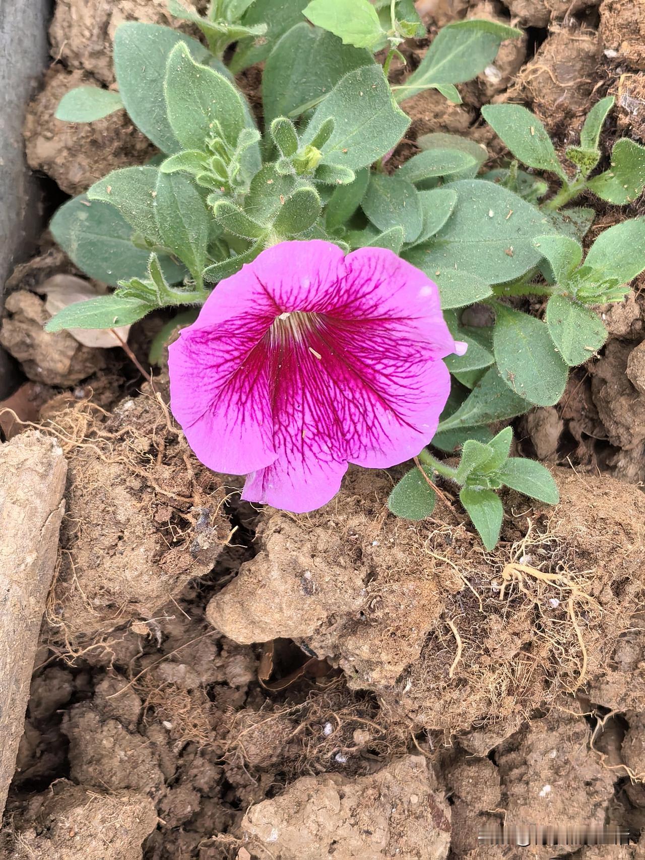 几天没到河道上去，开了这么多我不认识的花，上午上班绕路从那里路过，匆匆忙忙的拍了