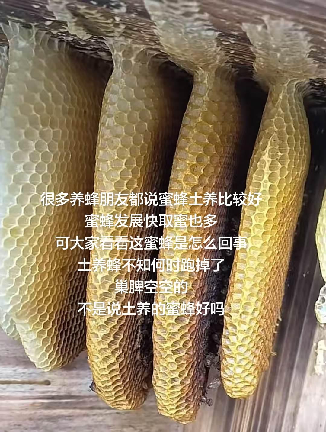 很多养蜂朋友都说蜜蜂土养比较好
蜜蜂发展快取蜜也多
可大家看看这蜜蜂是怎么回事