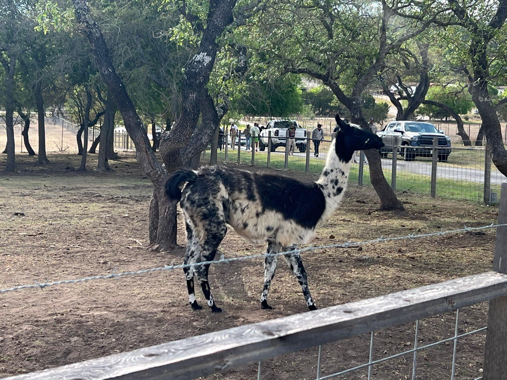 这是KJ在复活节收到的两只羊驼中的一只。它们的名字是邦妮和克莱德（美国历史上著名