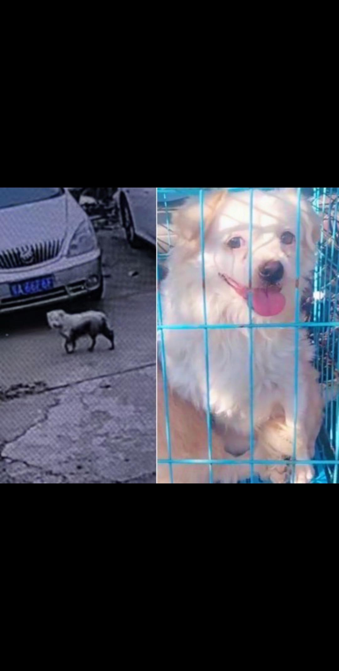 于1月24日在武汉虹桥家园别墅附近丢失跑至南李路物流园一带，名叫小白...