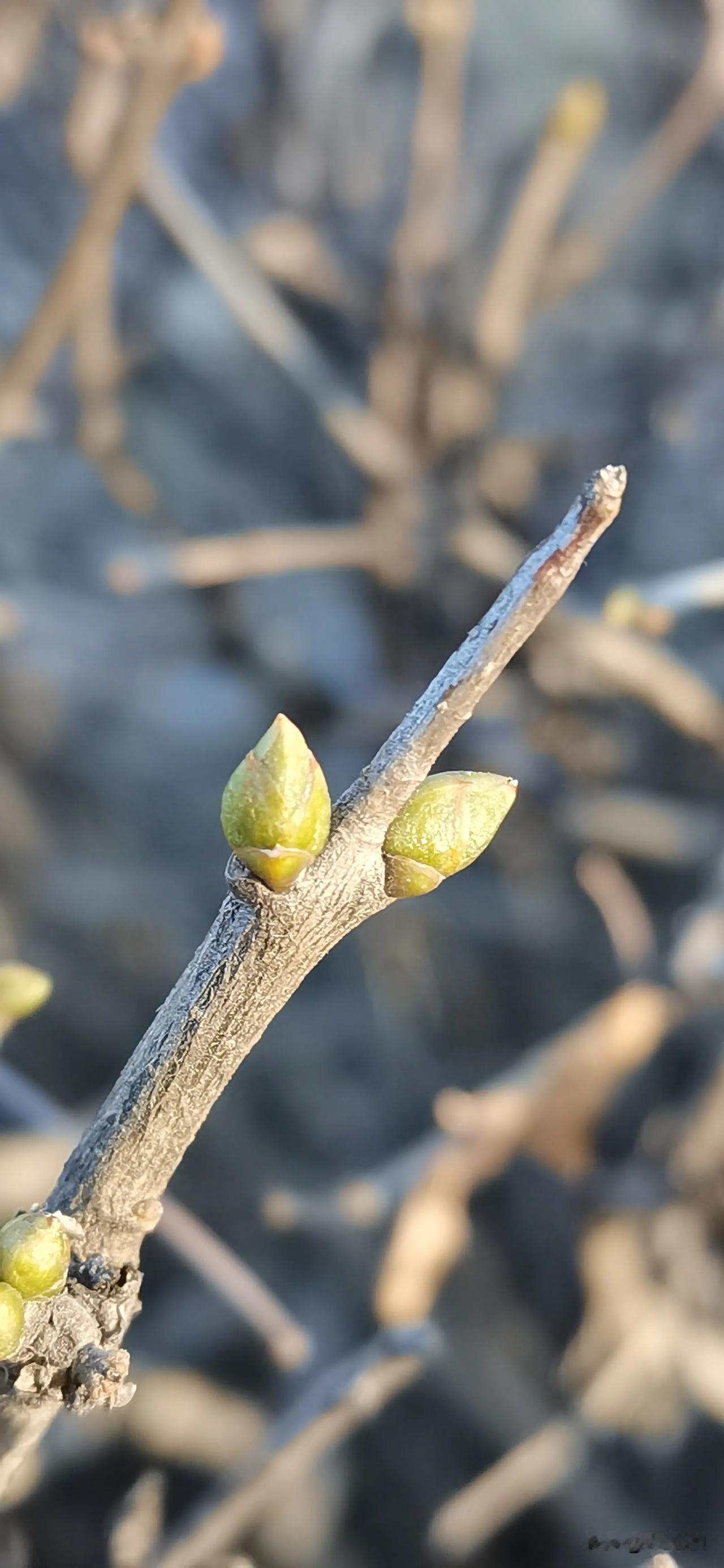 （原创）
这是今天在大同公园拍到的  简直不敢相信 在北方正值冬天的时节看到了初