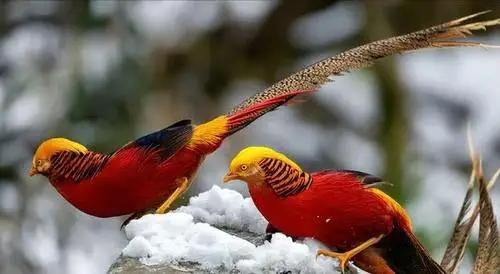 你认为夫妻间金钱支配要完全透明吗夫妻本是同林鸟，在夫妻感情还好，没有什么矛盾的情