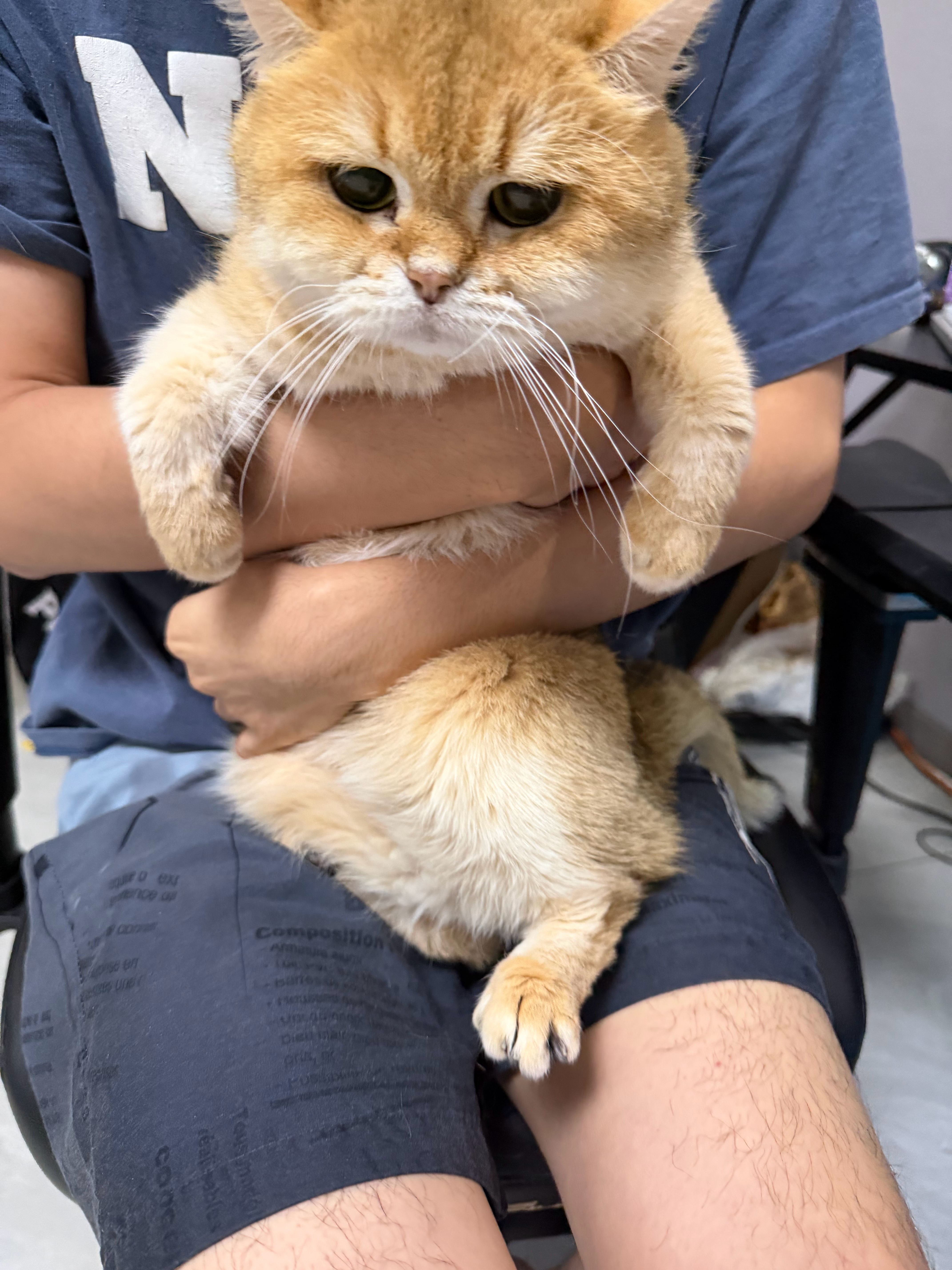猫宁！谁不想急头白脸地坐在志伟的超绝大腿上呢？评论抽个人试试