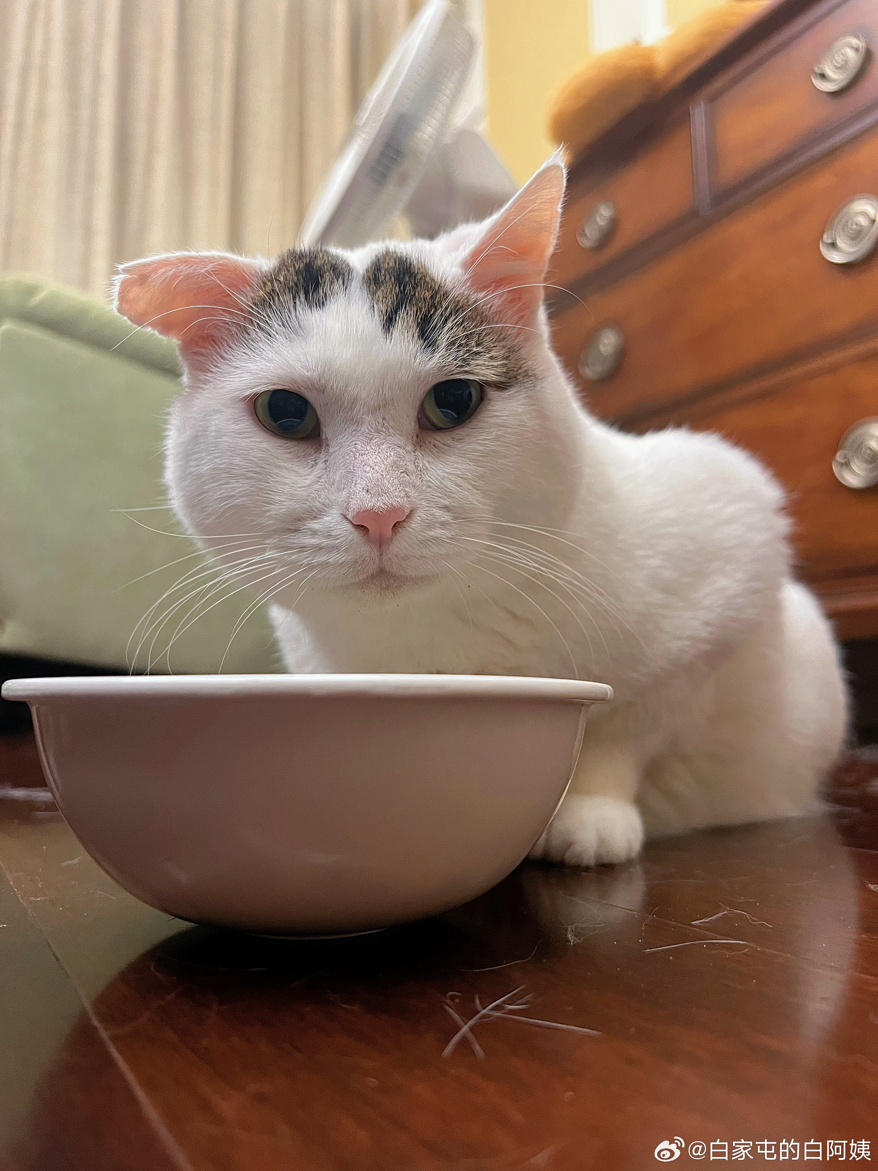 人二毛自从开始吃90块钱一斤的猫粮后，就再也不吃50块钱一斤的了… （我是买给我