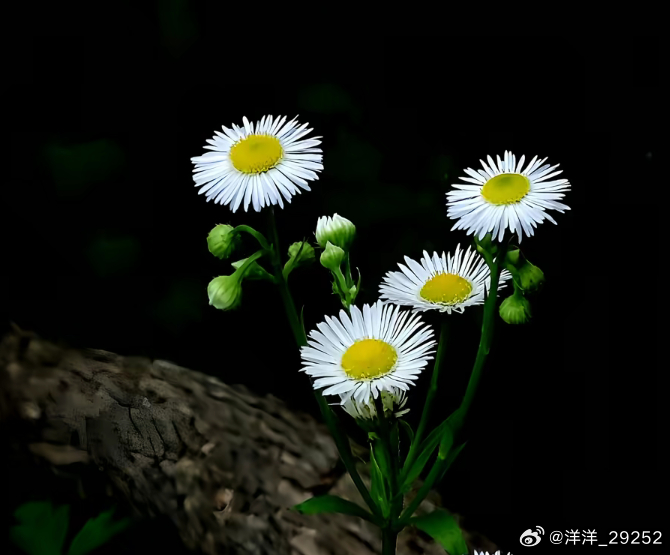 洋洋高锐’茶、带、梅、香◎也许……这是上帝的安排◎人们常说……一花一世界◎其实…