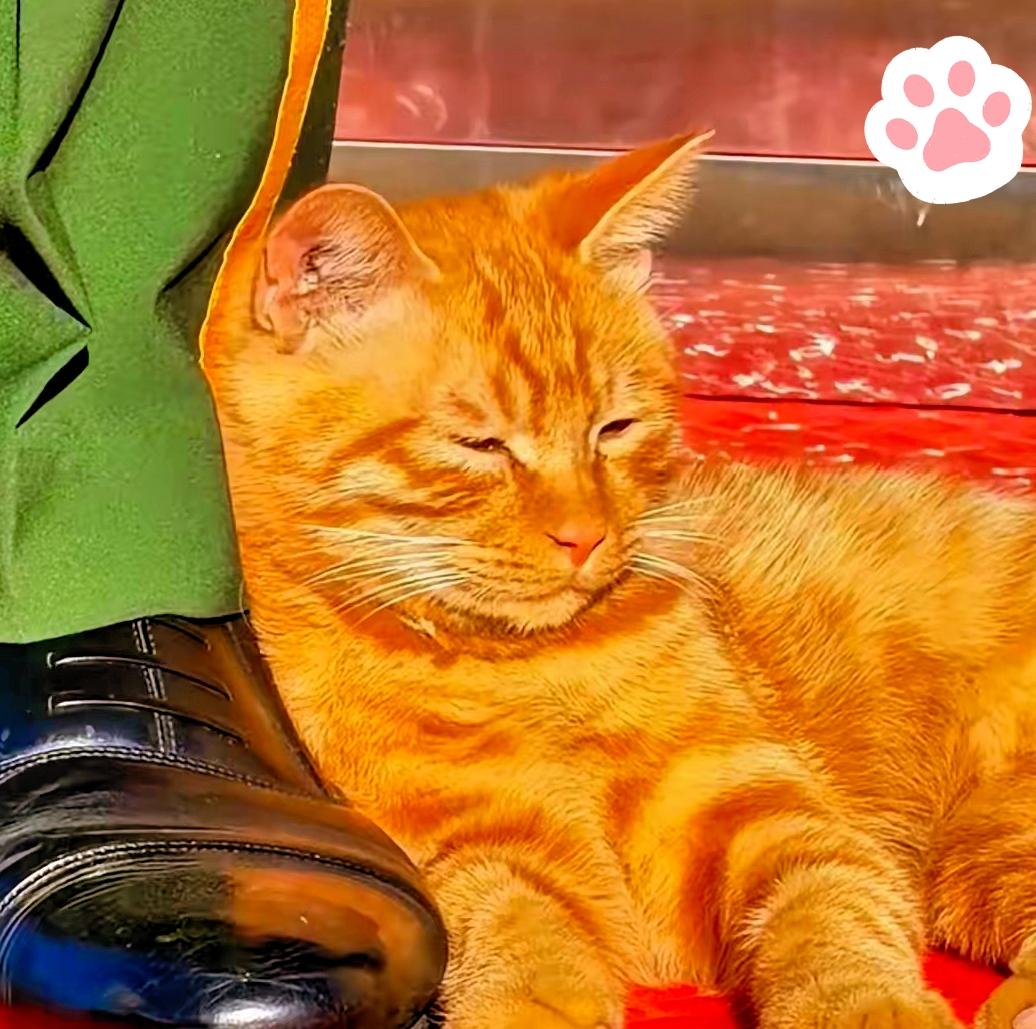 全网牵挂的站岗小橘猫，
终于有了归宿！
10月13日，它被宫猫小姐姐正式收编。天
