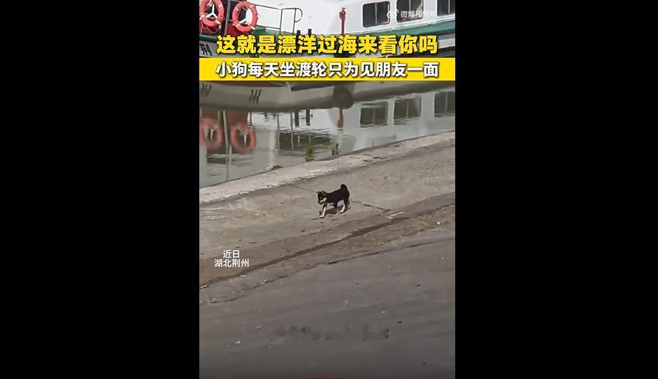 都说成年人的友谊掺杂着权衡，没想到一只小狗，就把纯粹的奔赴诠释得淋漓尽致。
湖北