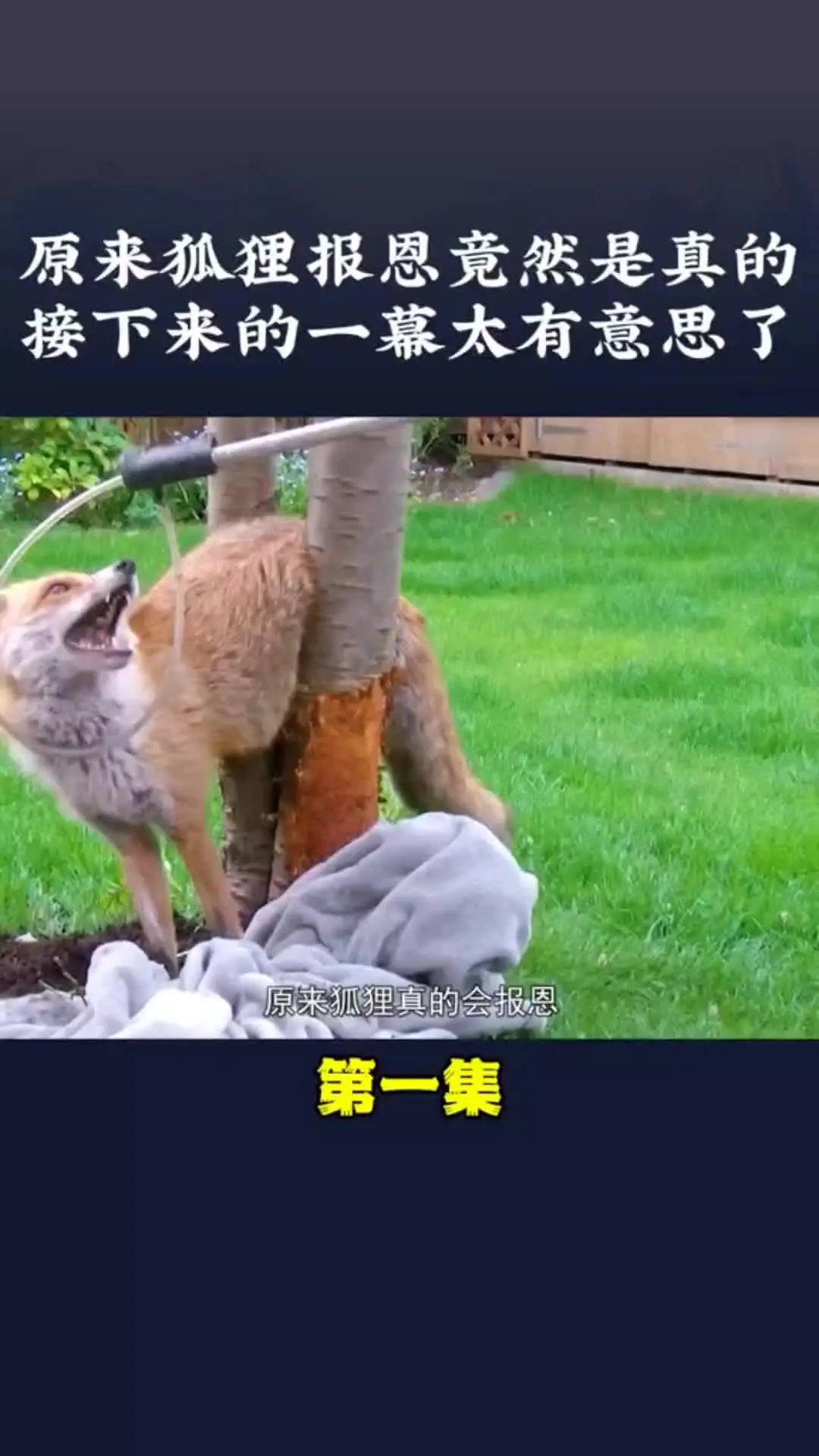 我的观影报告 野生动物零距离 爱护大自然保护野生动物 神奇动物在