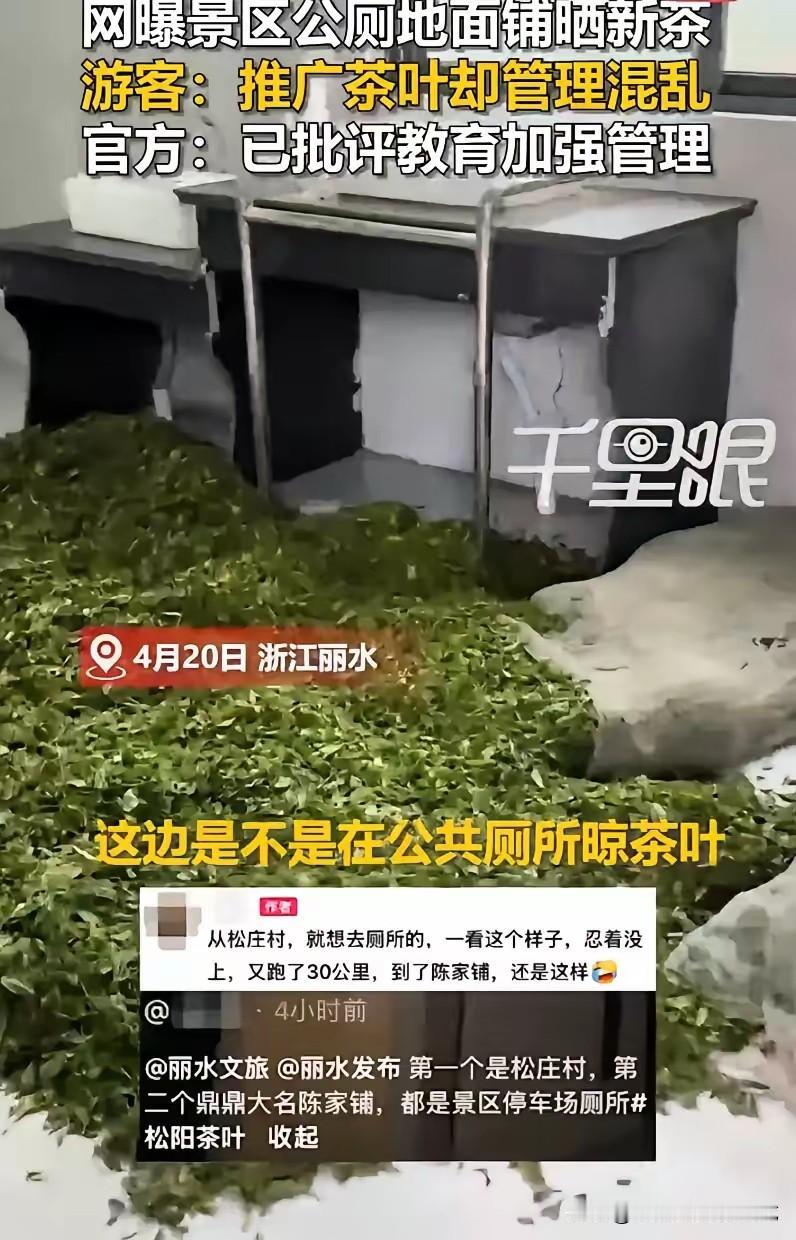 你知道吗？有人尽然把刚采的茶叶凉在公厕地上？公厕晒茶，——浙江松庄村，陈家铺两位