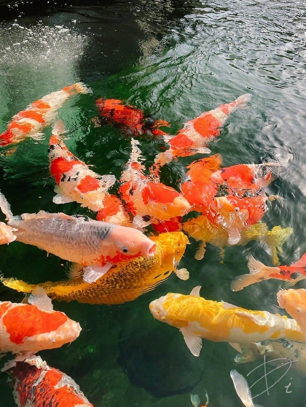 遇锦鲤者，运起红图 ​​​