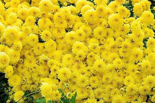 《行香子-重阳》
丹桂余香，篱菊初黄。
寒蝉坠、又到重阳。
风中柳岸，雨后荷塘。