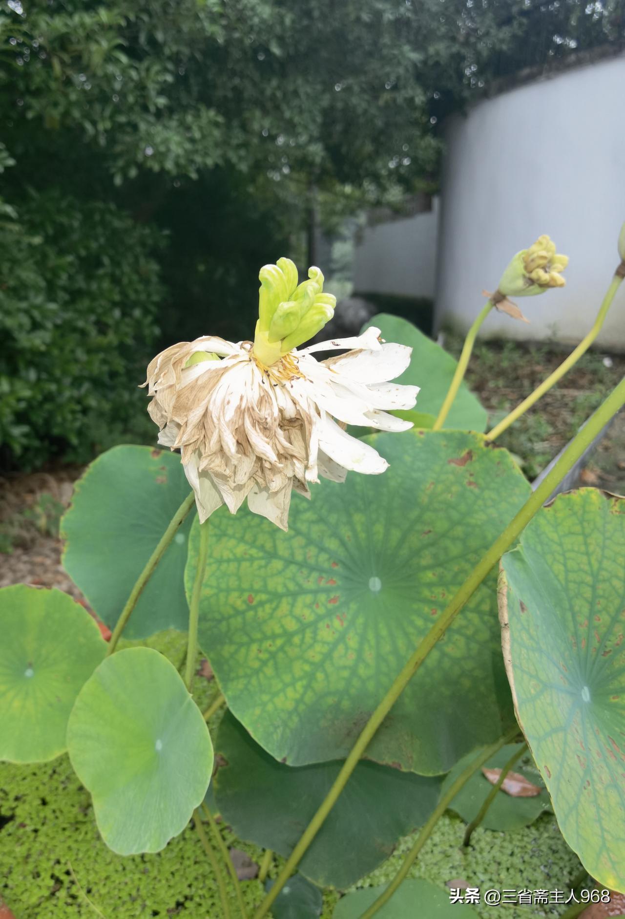 这一盆景怎么回事？
图一，图二，图三，图七，图八。莲花谢了这很正常，但是，里面露