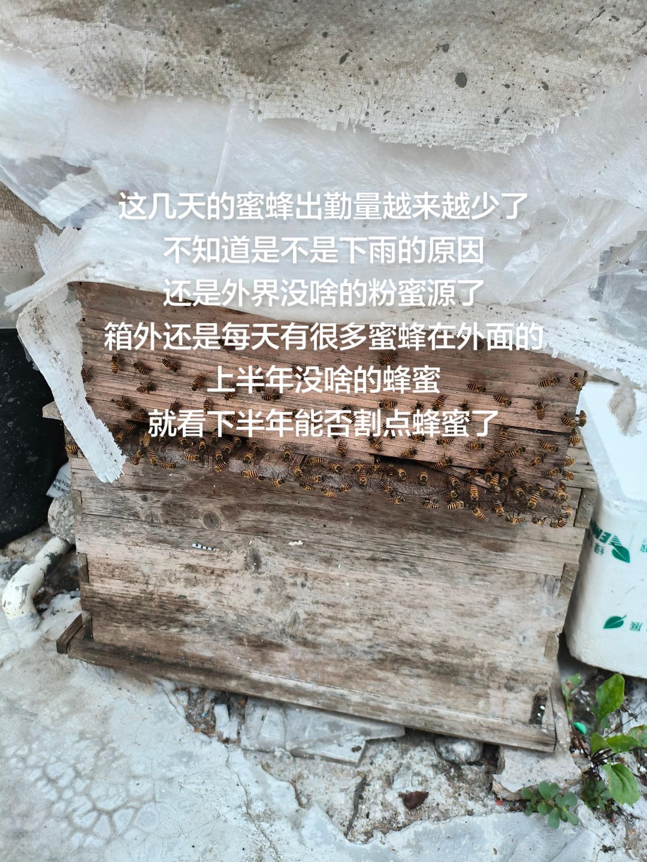 这几天的蜜蜂出勤量越来越少了
不知道是不是下雨的原因
还是外界没啥的粉蜜源了
箱