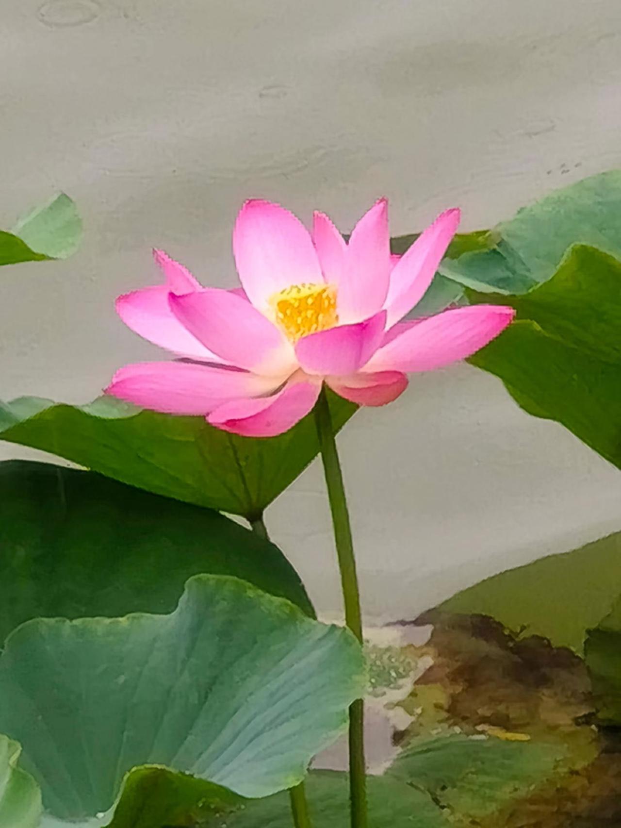 陕西西安、夏日的华清宫：
   一夜夏雨，今颇觉凉爽。
我独自一人前往华清宫。