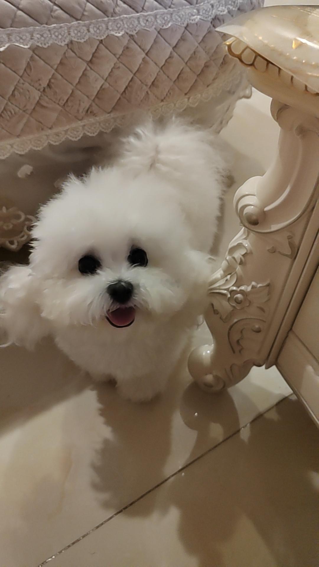 随手一拍🐶她可以生图直出🥺好羡慕。女儿的美貌😍老娘的荣耀。比熊家有比熊萌宠