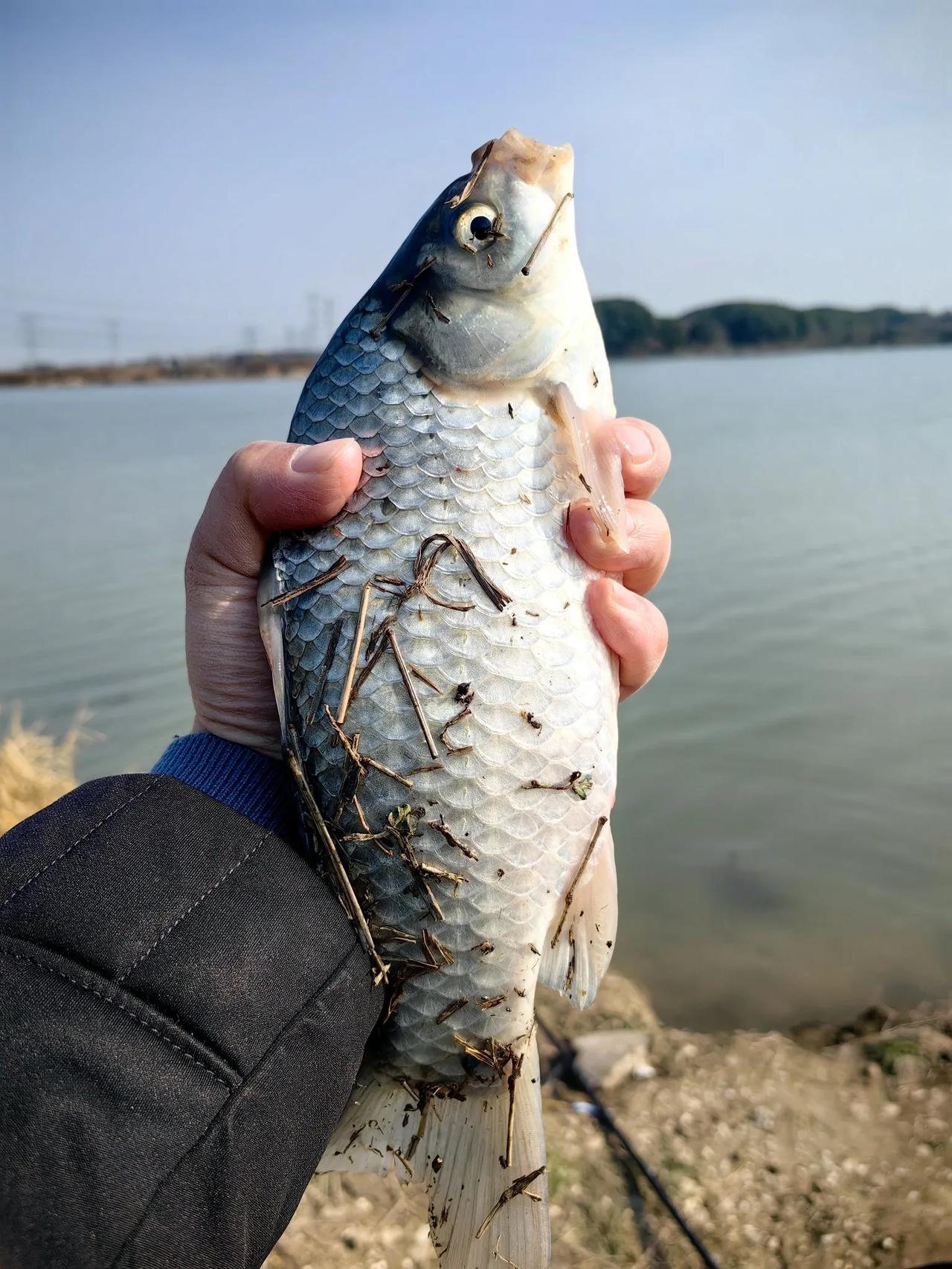 鲫鱼是我们广大钓鱼爱好者最喜欢垂钓的鱼种，那么野钓的时候该如何选择鱼钩的大小呢？
