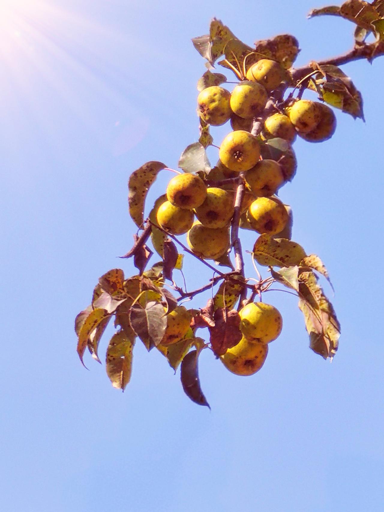 🍐果实小巧，成熟呈黄褐色，成簇挂于枝头；叶片卵形，秋季叶带褐斑。
🍐耐贫瘠，