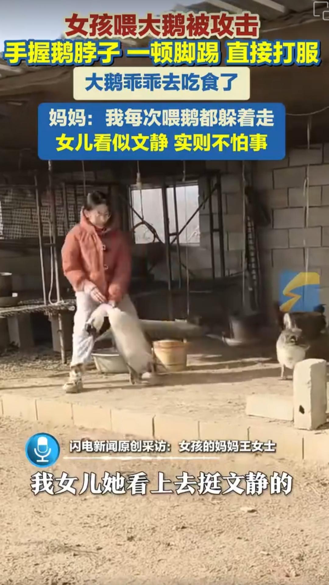 大鹅也想吃“天鹅肉”
2月5日山东烟台，一女孩喂大鹅遭攻击。随后女孩当场反击，手