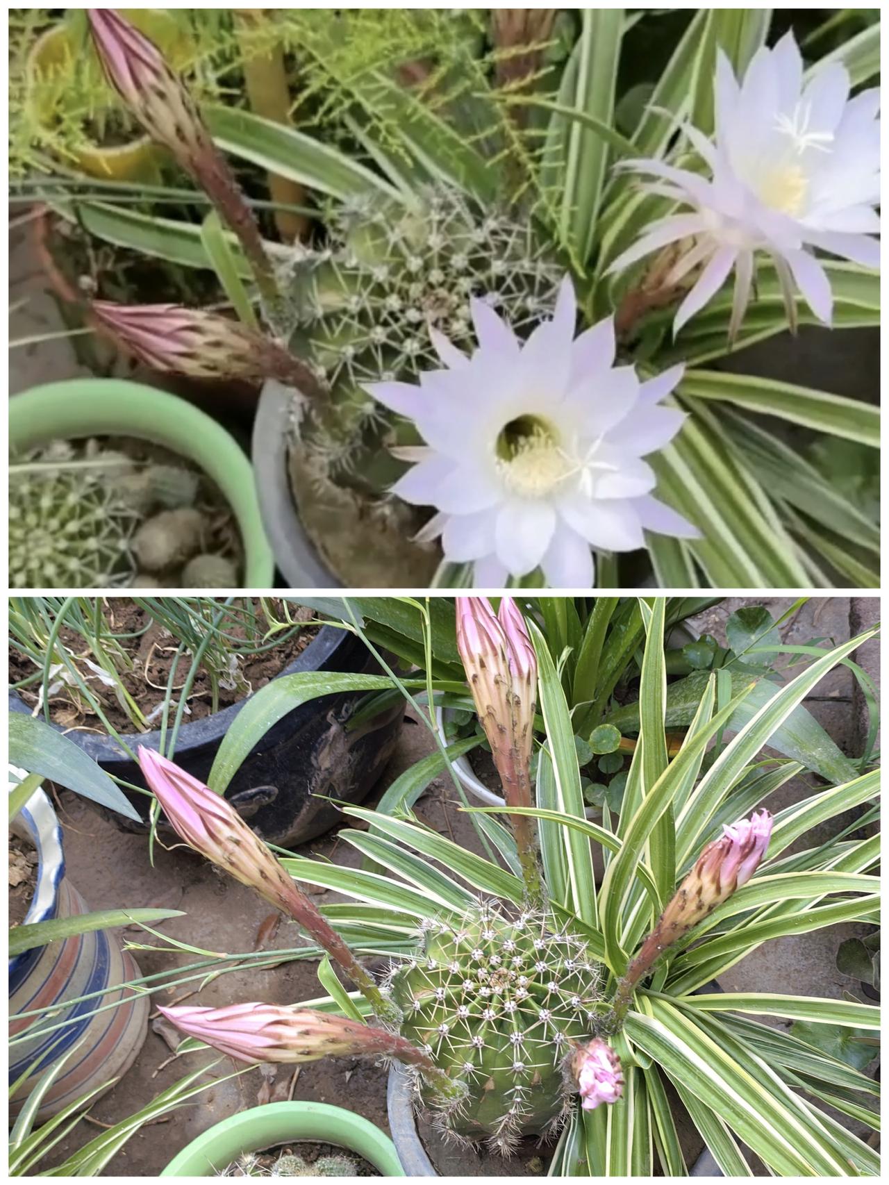 2026.06.15
     今天早晨两朵仙人球的花开地娇艳欲滴，傍晚时分两朵