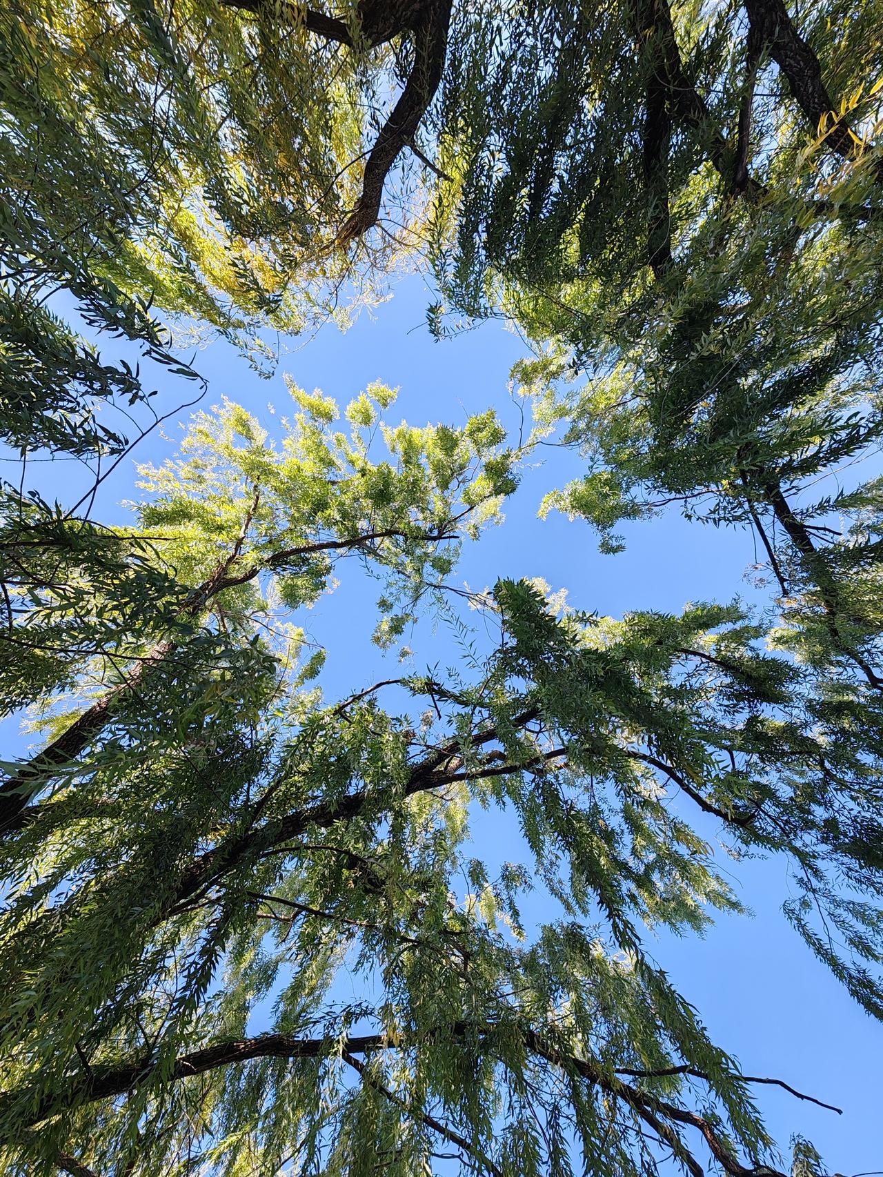 分享一张今日份天空照随手拍。