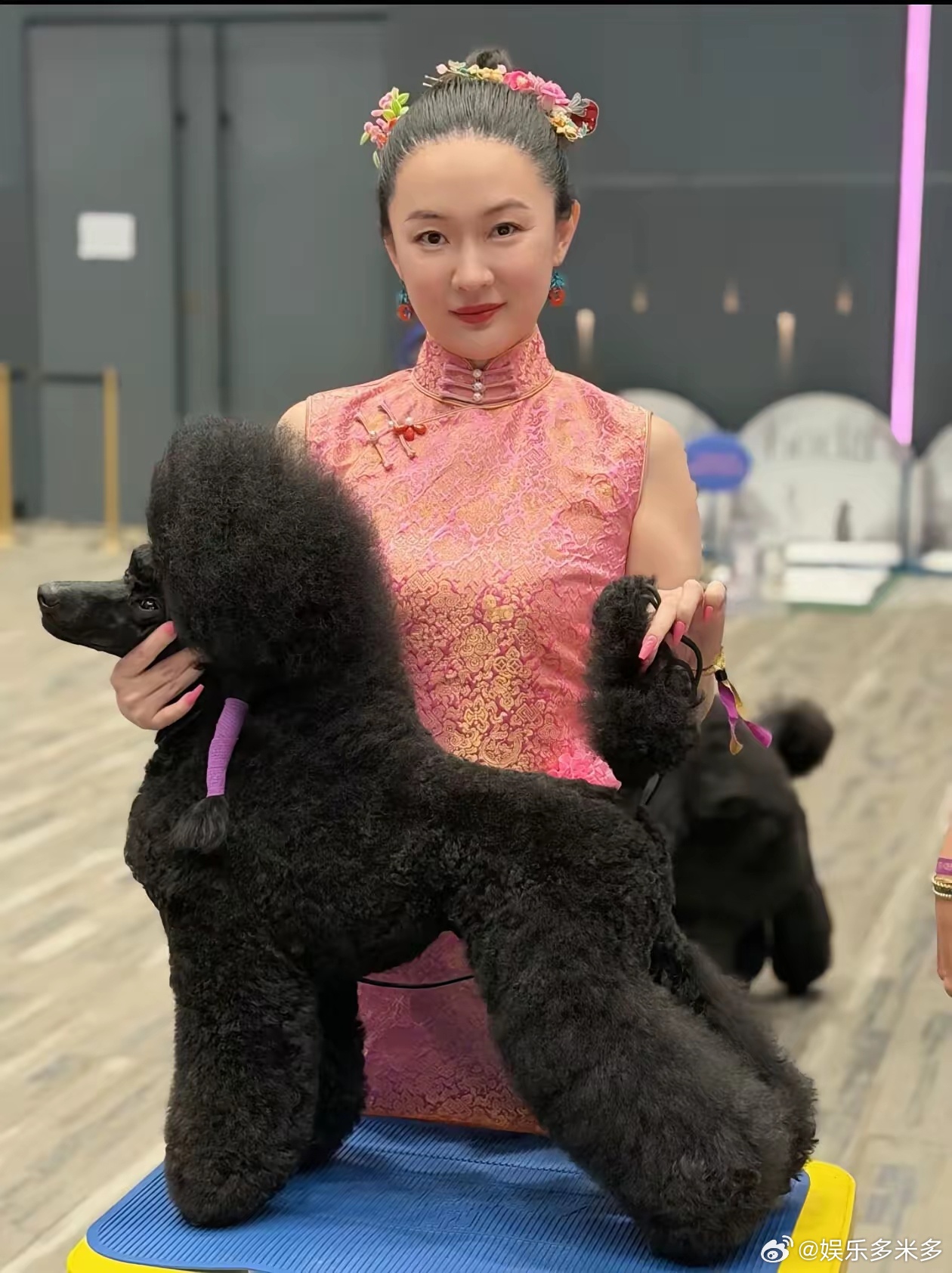 表姐开了十年宠物店，今天看见霍思燕家那只狗，给我说了一句大实话。她说，外行看热闹