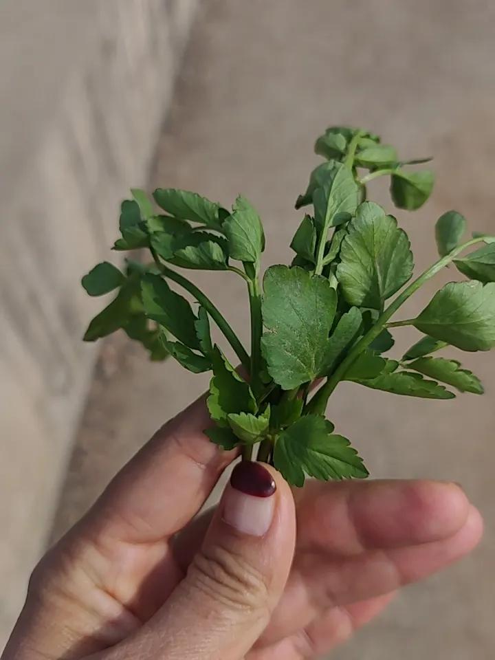 家人们谁懂啊，身边大自然藏着好多美景，水芹菜就是其中一绝。之前去乡下河边溜达，一