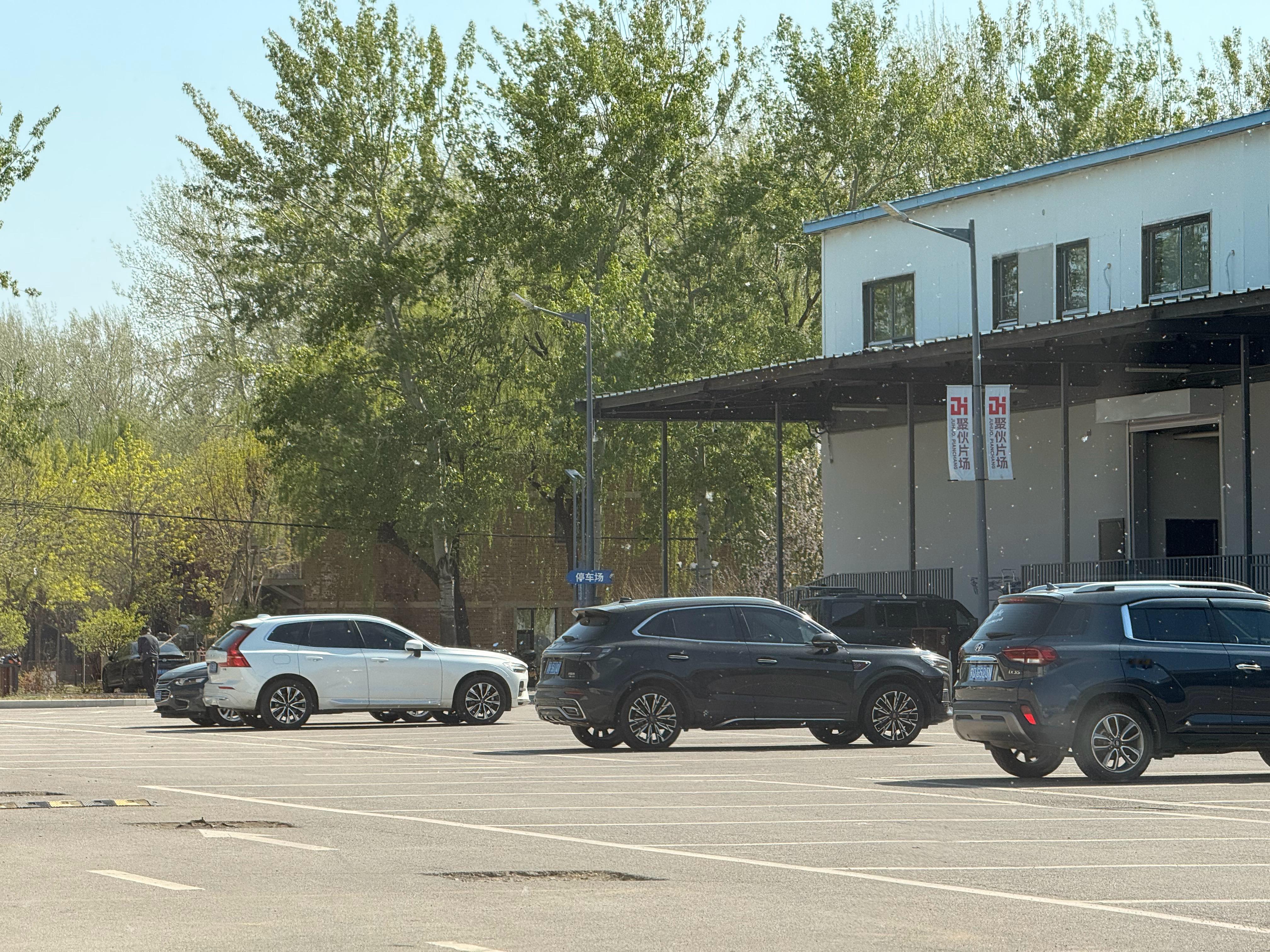 北京怎么一夜之间又开始了柳絮满天飞的状态