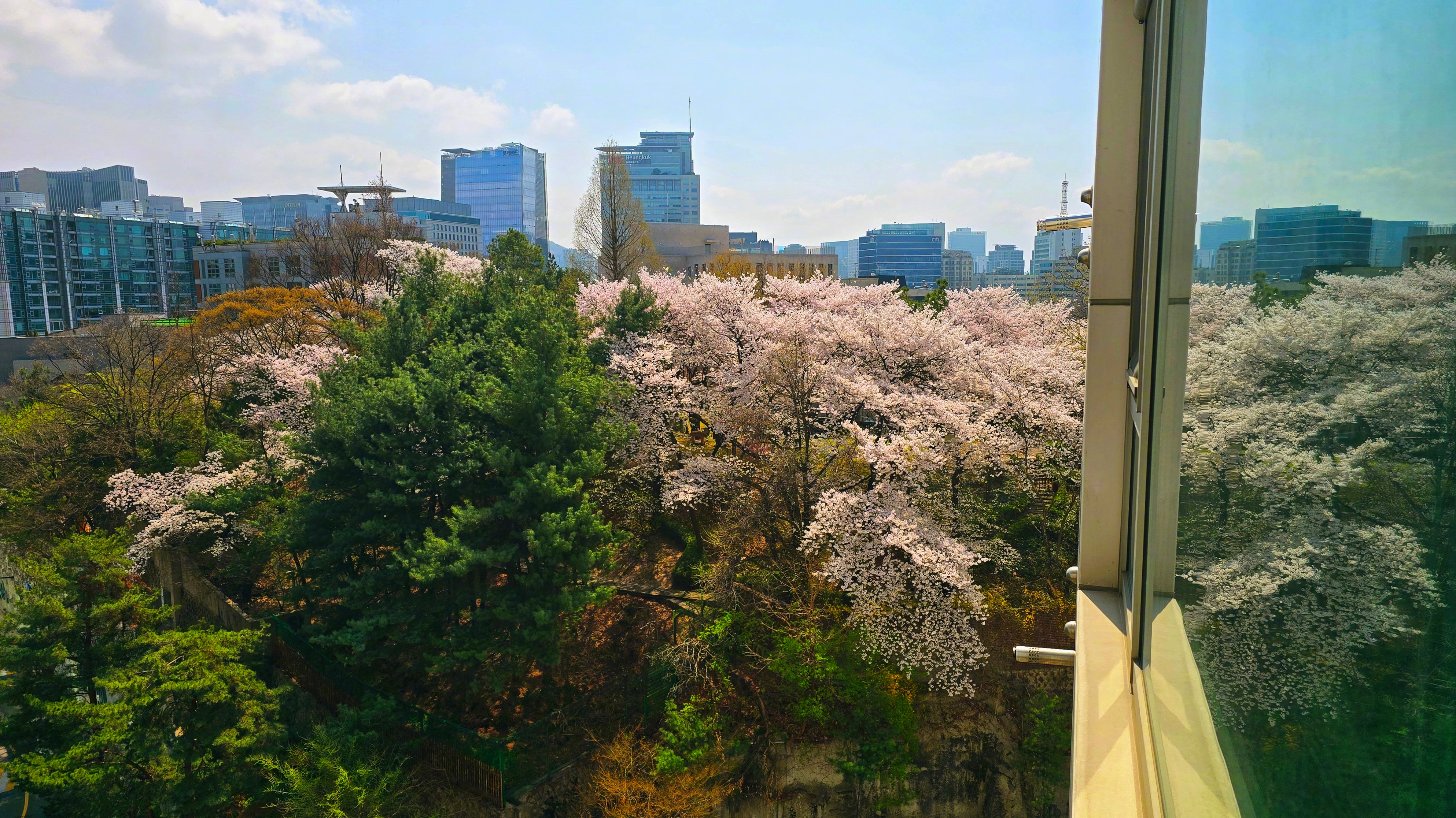 今日樱花季！这是现在窗外的风景~~