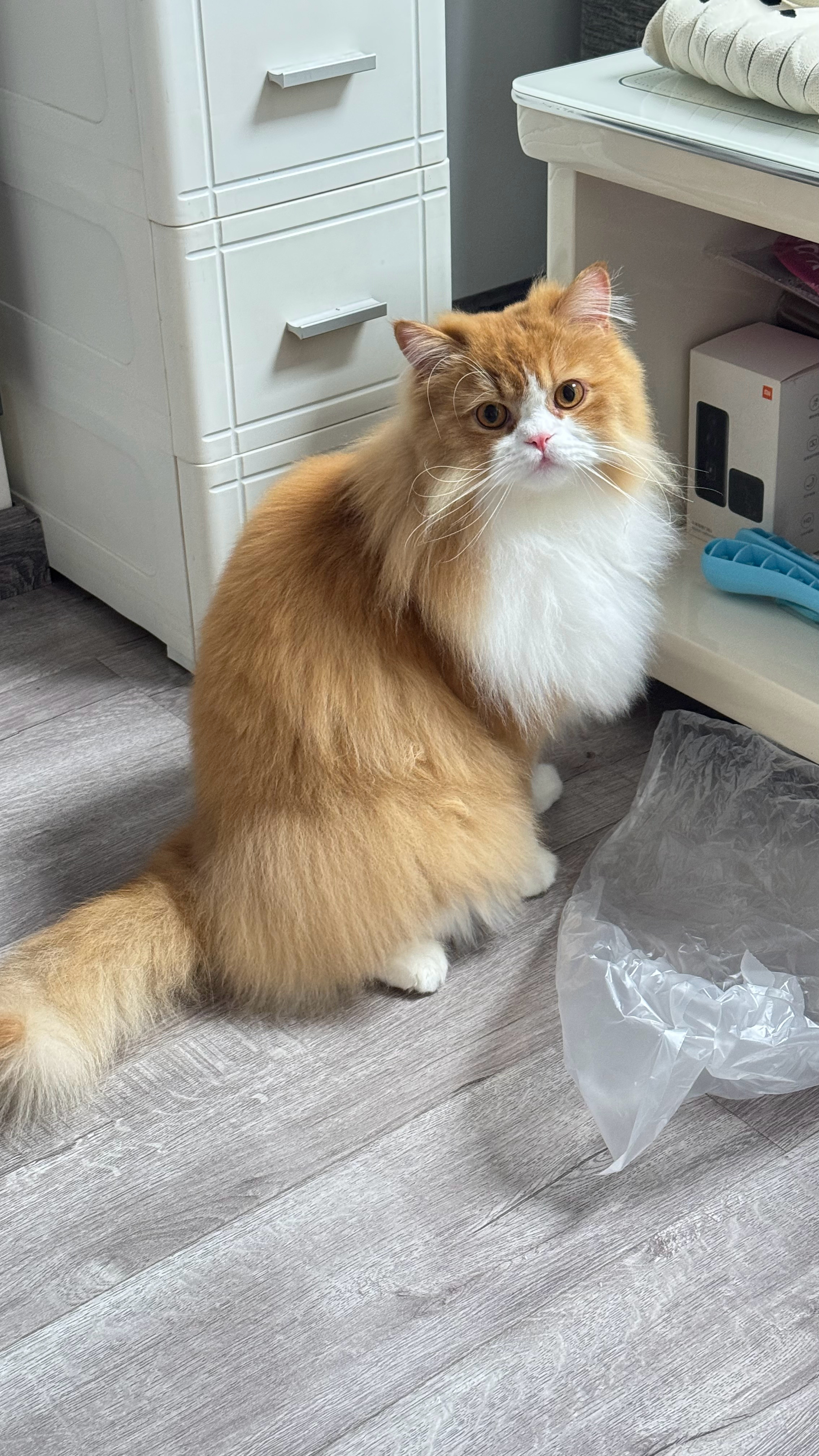 随手拍傻猫猫 