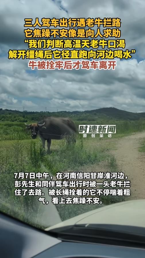 “放牛的热迷糊了？”7月7日，河南信阳，一男子和朋友开车从河边路上经过，一头老牛