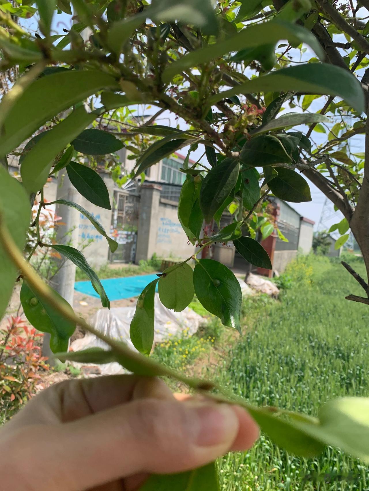 西江月  太行公园暮春游记
张华兴
       几许淡烟水色，一园浓绿莺歌。谁