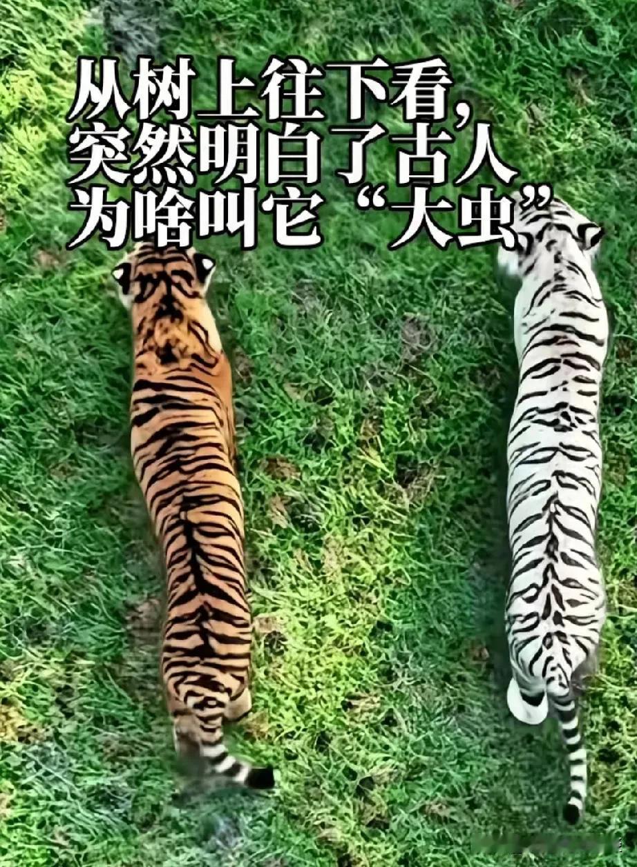 终于知道老虎为什么被称为大虫了。在文学作品中，“大虫”常被用来指代老虎，很贴切，