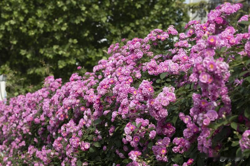 在我们的生活里，有一些人，谈到自己的生活，总是心事重重，总是怨念颇多。生活里那些