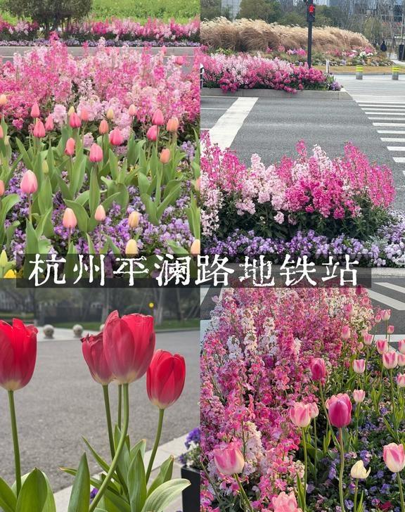 纳税人你的花开了之杭州市政炫技之作！
交换春天 春天开幕式 一键播放春天 城市绿