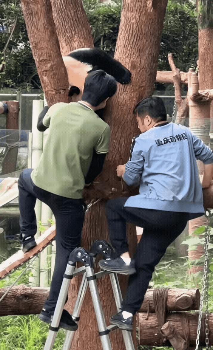 小月亮是不是比奇三妹还要歪？自从小月亮横空出世以来，奇三妹的风评一路好转，如此看