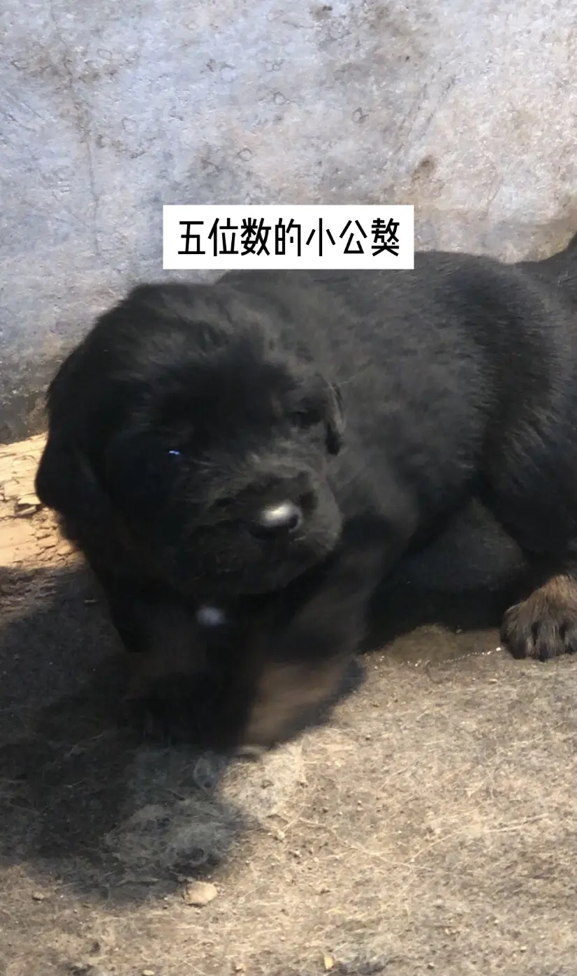 这是一只五位数的小藏獒。