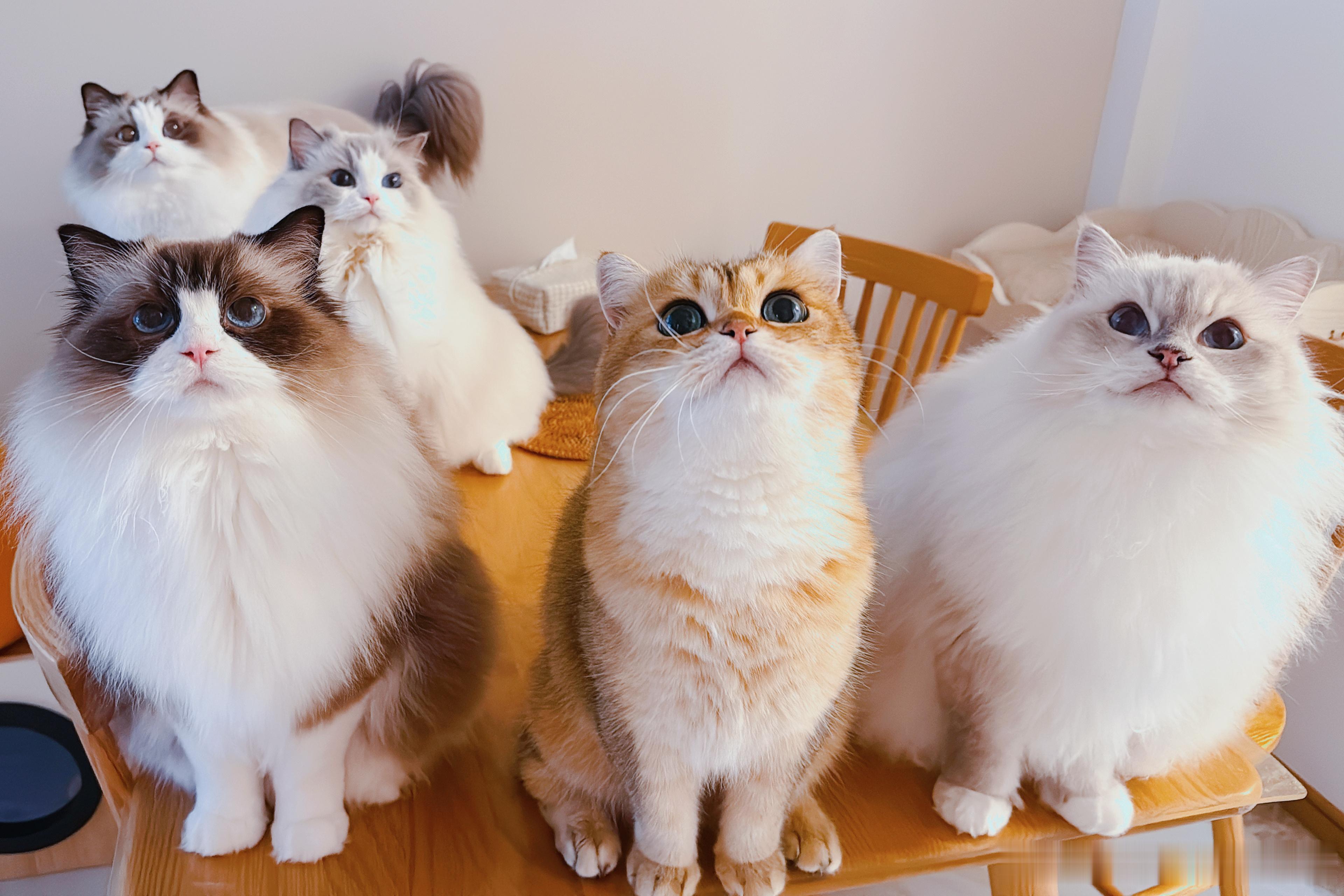 今天的小零食是牛里脊肉条，所以猪猪队伍里面多了一个稀客。 