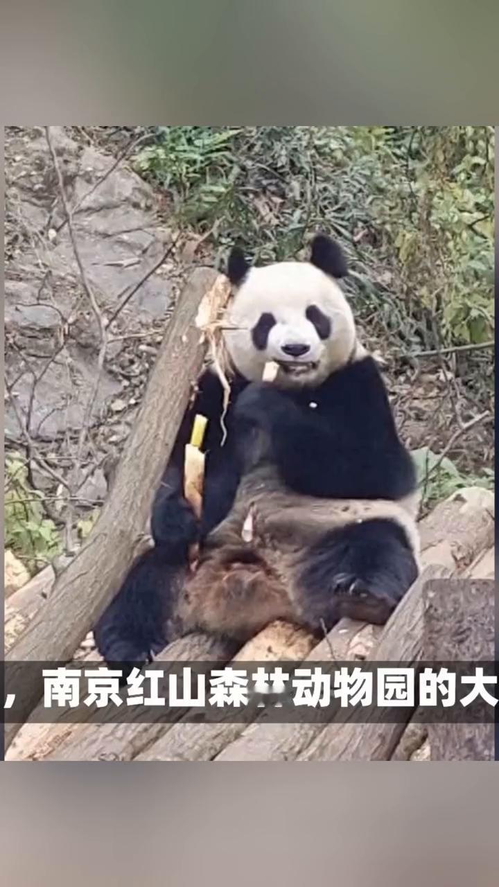 近日，南京红山森林动物园的大熊猫coat、九九coat意外成为舆论焦点。十二月十